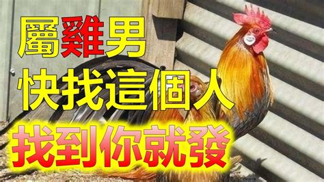 屬雞適合的生肖|屬雞女與不同生肖男的生肖配對